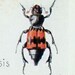 1929 Set of Two Small Antique Plates of Beetles