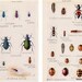 1929 Set of Two Small Antique Plates of Beetles