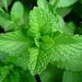 Rosemary Mint Soap with organic shea butter WILL NOT ship until June 21st