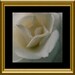 White Rose Photo Painting