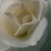 White Rose Photo Painting