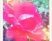 Hot Pink Rose in the Rain - 5x5 Retro Square Metallic Art Photograph Print - Made by artstudio54 on ETSY
