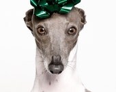 Decorating the Dog