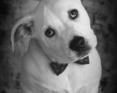 Stella