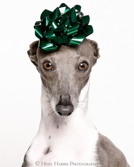 Decorating the Dog