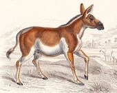 Antique Print . Asinus hemionus  . original old vintage horse engraving plate dated 1854