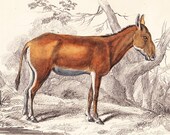 Antique Print . Asinus hamar  . original old vintage horse engraving plate dated 1854