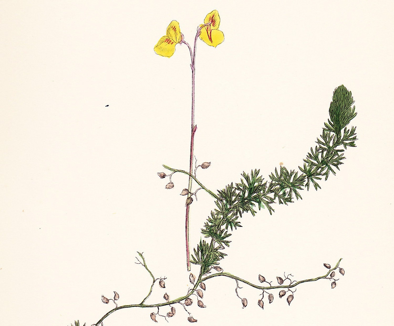 Intermediate Bladderwort (Utricularia intermedia) Original Antique Vintage Botany Print dated 1880