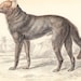 Vintage Dusky Wolf Plate . antique canine print . original engraving vol I . circa 1850
