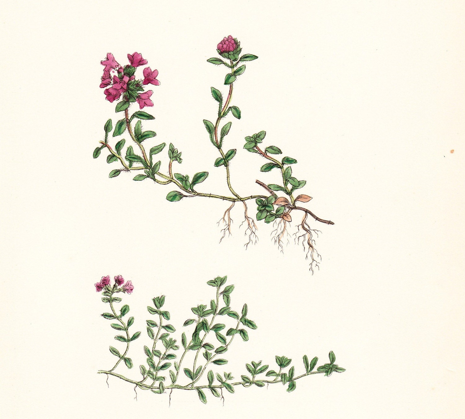 Wild Thyme Flower