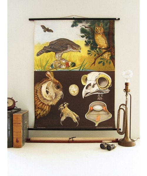 SALE - Vintage German Raptors chart