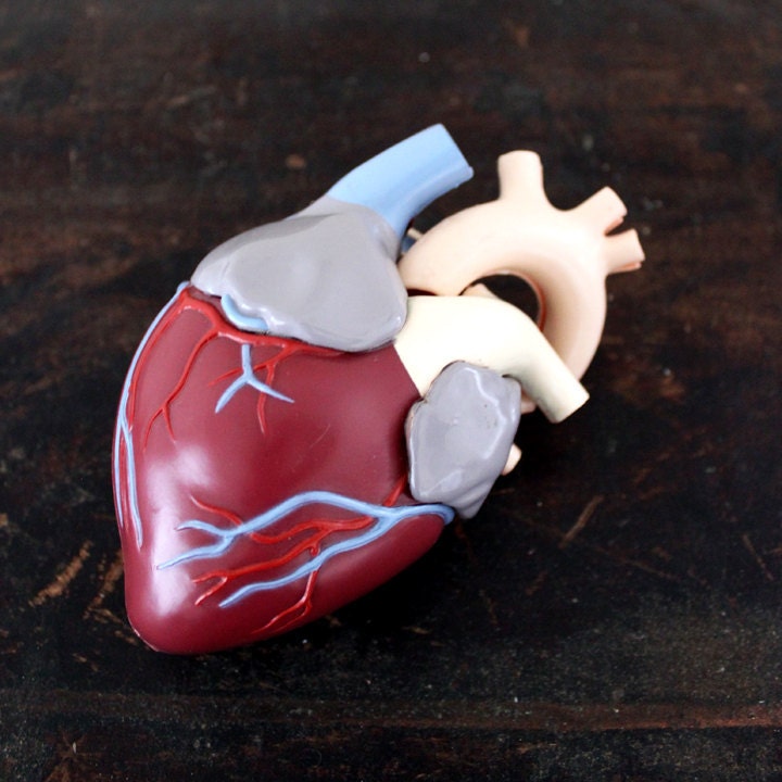 Vintage Medical Model - Heart