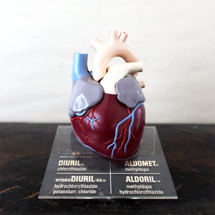 Vintage Medical Model - Heart