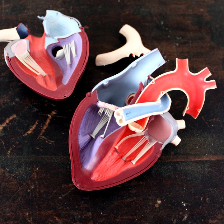 Vintage Medical Model - Heart