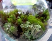 DIY Large Moss and lichen Terrarium kit - Build your own-FREE 17 Page Moss Care Book included