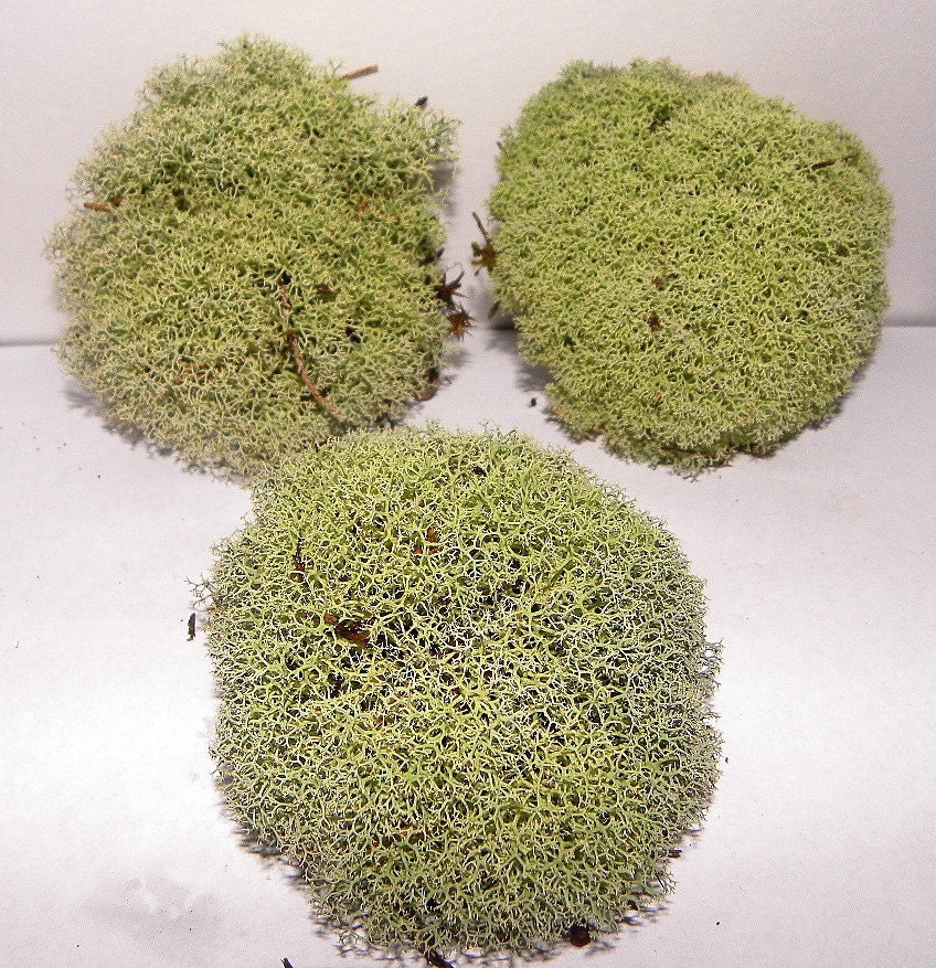 3 Medium Reindeer Moss Balls 3 - 4 inch balls - Terrarium Moss-Shade Gardens