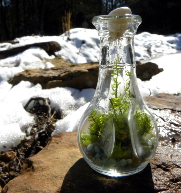Preserved fern Moss or live fern moss Terrarium with Rock Stopper