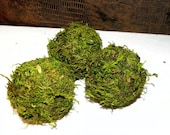 3 - 2 " Moss Balls- Beautiful Hand made balls of Preserved Moss-Wedding favors-Fairy party