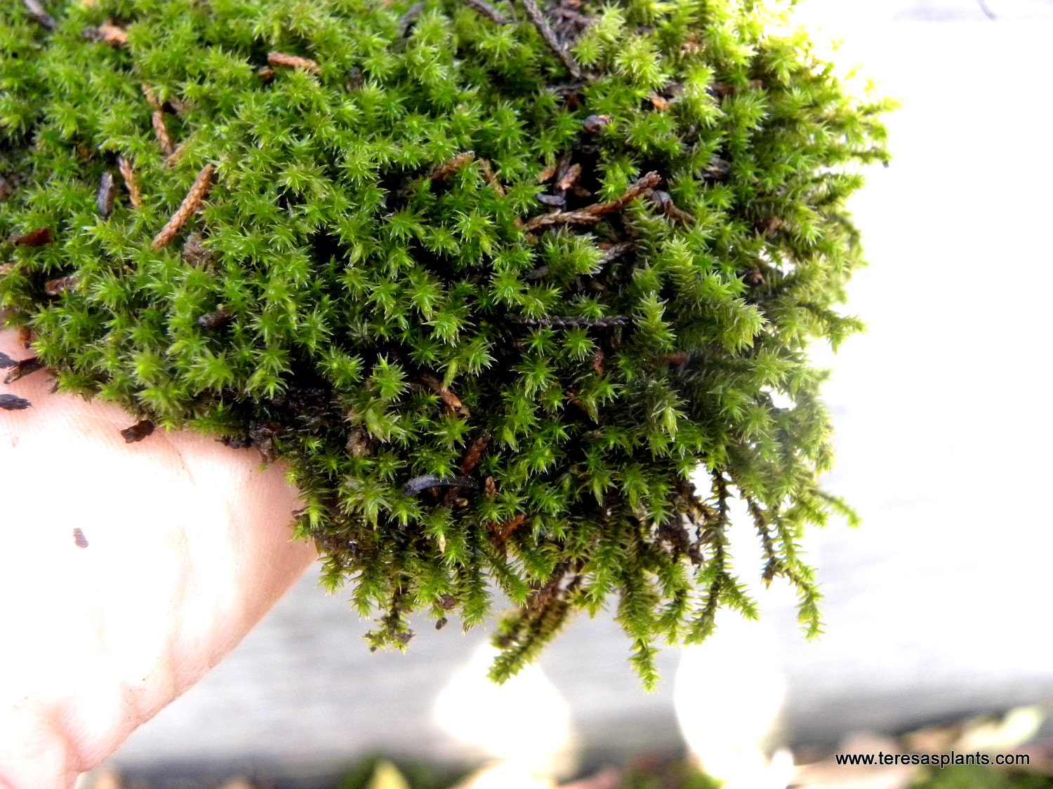 Live Moss-Brachythecium Moss-Terrarium Moss-Bonsai Moss-Fairy Garden Moss