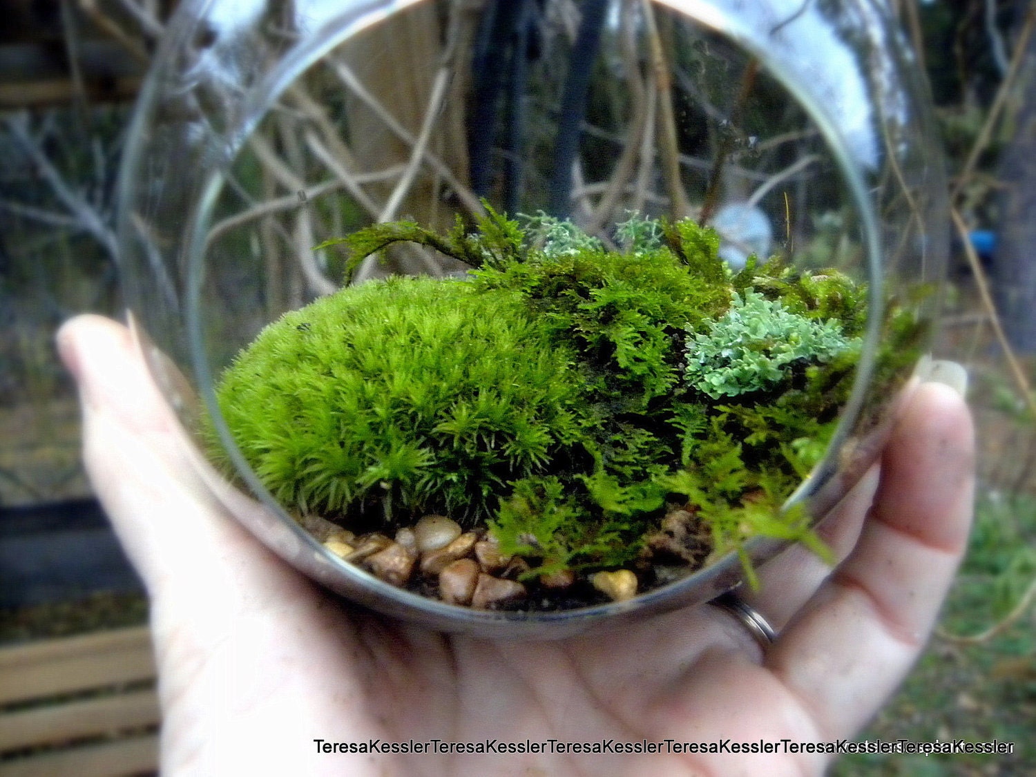 Hanging Glass Globe DIY Moss Terrarium Kit-Live Assorted Moss -Lichens & Glass ball included-Wedding Decor