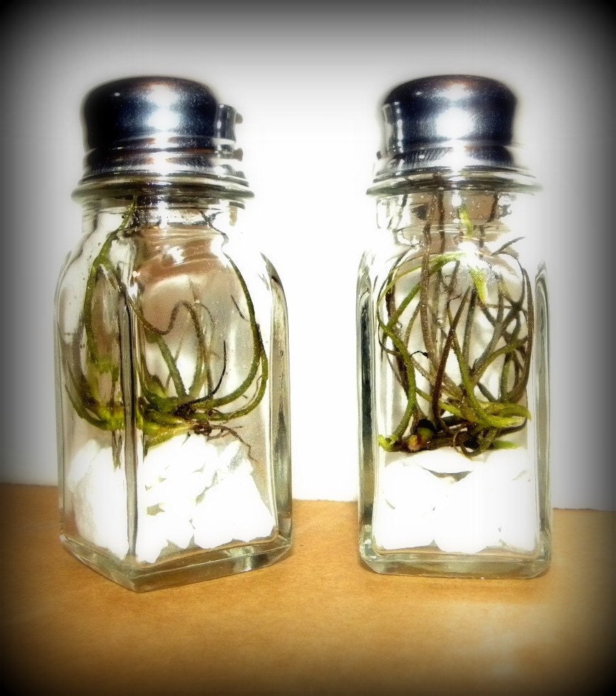 Spice It Up with Air-plant Terrariums-Zen Garden-Feung Shui set of 2 Tillandsia plants