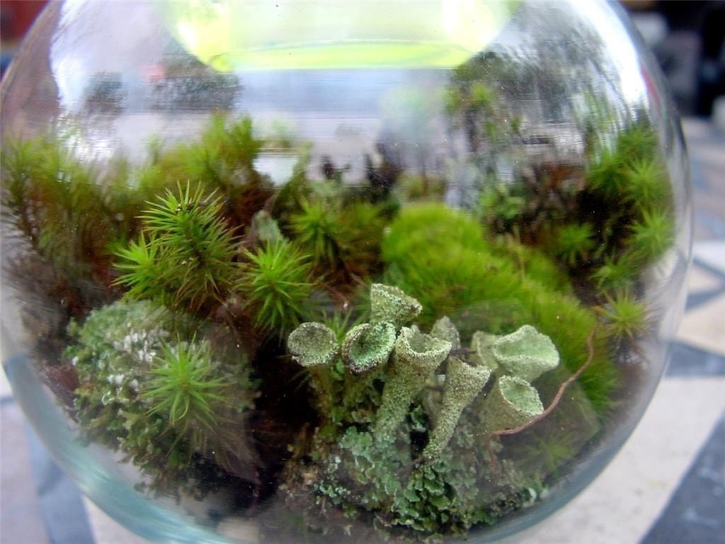 DIY Large Moss and lichen Terrarium kit - Build your own-FREE 17 Page Moss Care Book included