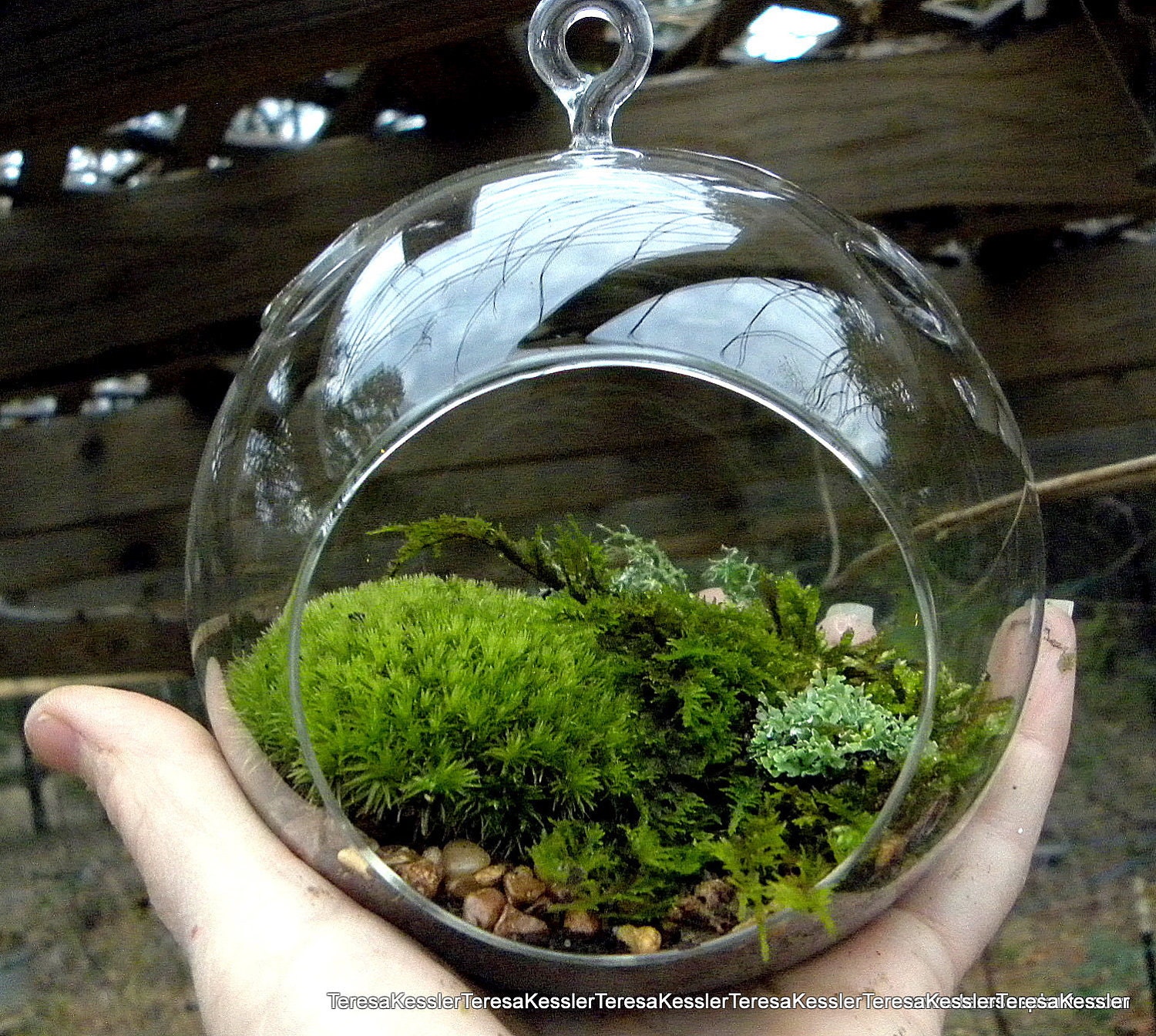 Hanging Glass Globe DIY Moss Terrarium Kit-Live Assorted Moss Lichens & Glass ball included-Wedding Decor