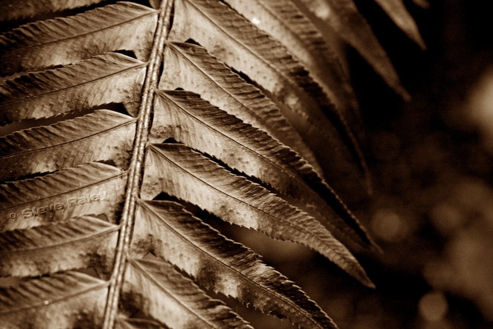 Fern in Sepia 8x12 Fine Art Photograph - FREE SHIPPING