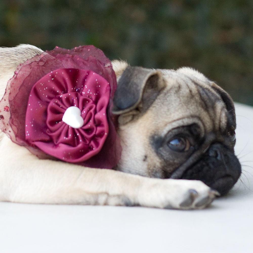 Dog Collar and Flower Bow Cranberry Wedding Photo Prop