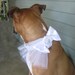 White Dog Collar and Bow Wedding