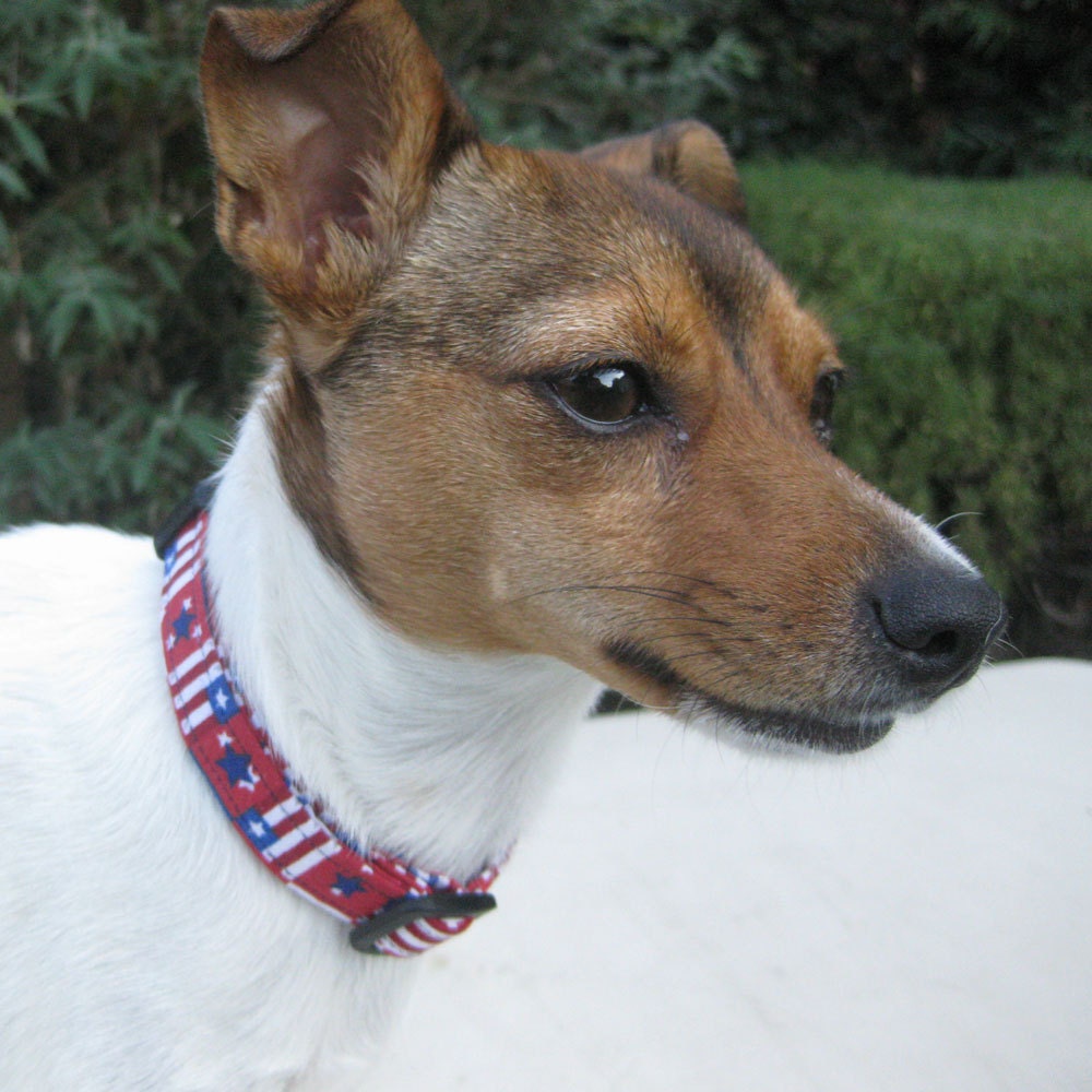 Dog Collar Red, White and Blue
