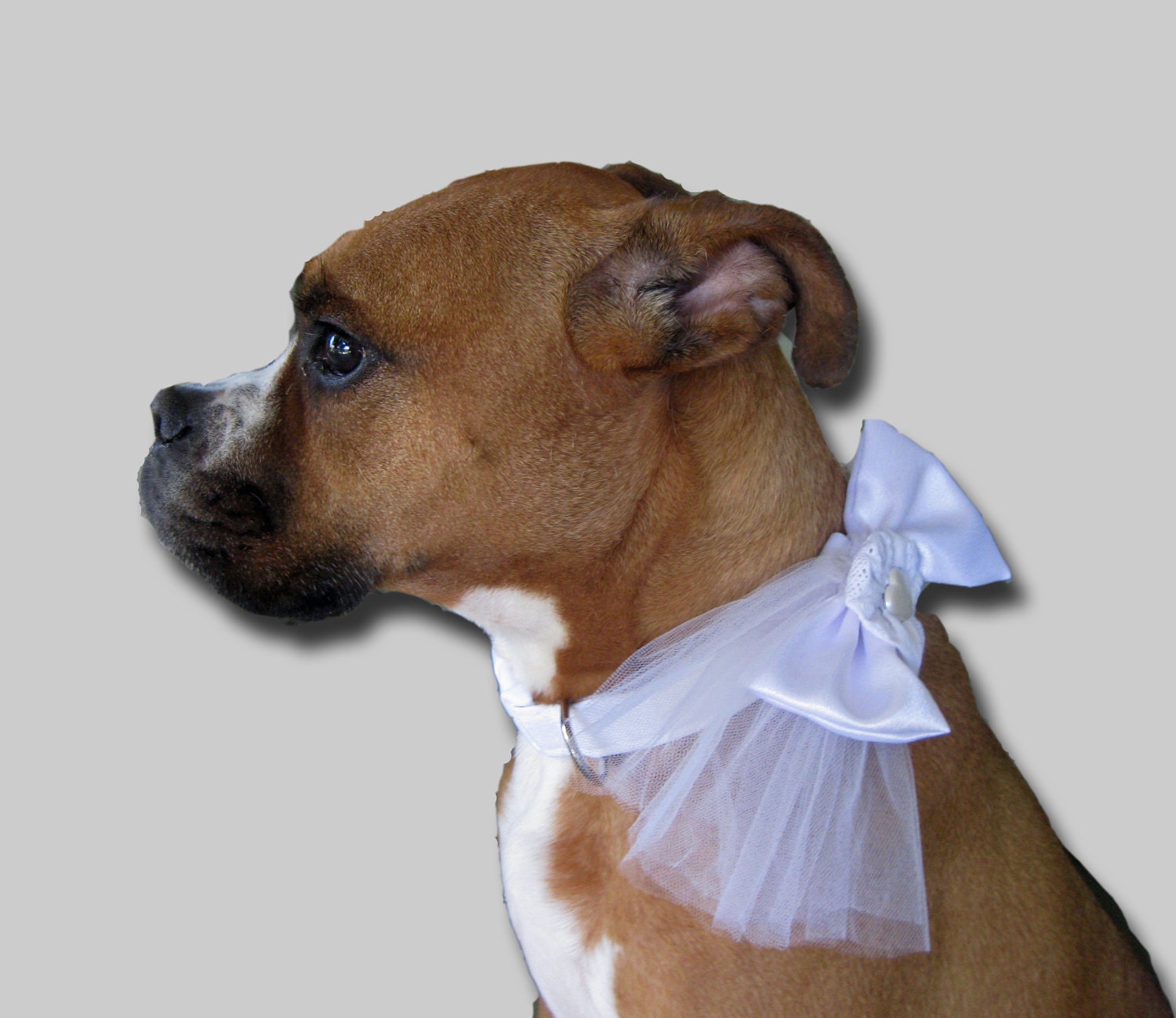 White Dog Collar and Bow Wedding
