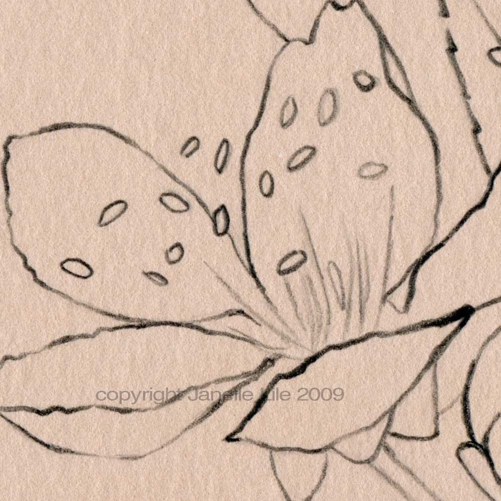 Original flower pencil drawing - Kept, crabapple blossom line drawing on neutral beige paper