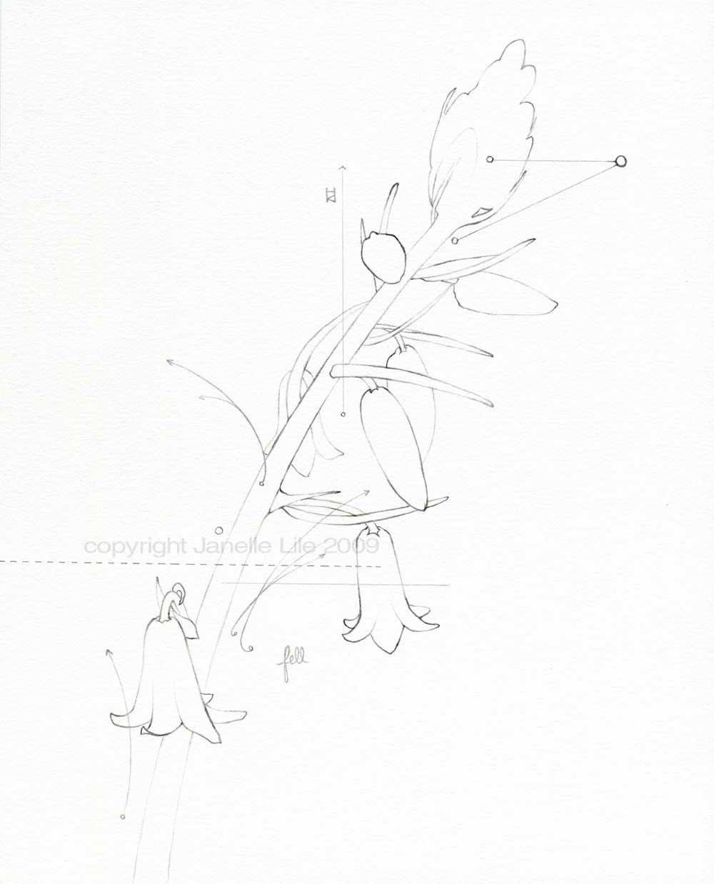 Bluebell flowers pencil line drawing print: Fell - pale minimal fine art reproduction of drawing