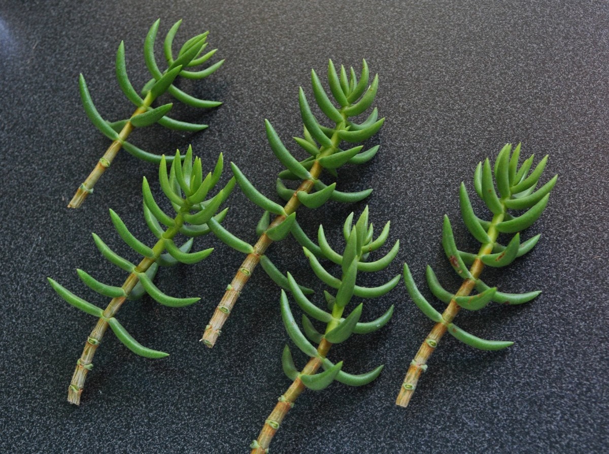 Crassula tetragona 3 Succulent Plant Cuttings