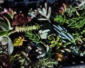 6 Succulent Cuttings Wreaths Living Walls Hanging Flat Panel Centerpieces Bouquets Wedding Favors