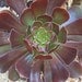 Aeonium Arboreum 3 Medium Succulent Cuttings