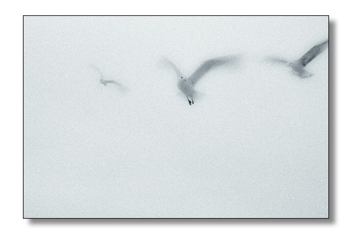 Birds In Flight Photography - Free In The Wind, Flying Gulls In Sweeping Motion, Wintery Blue
