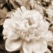 Peony 8x10 Fine Art Photographic Print