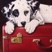 Custom VINTAGE Pet Portrait Still Life Dog Painting by LARA 8x10