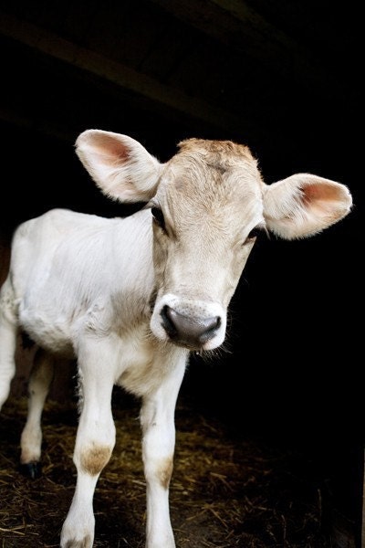 Calf Portrait - 8X10 Fine Art Print