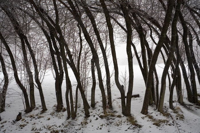 Winter Trees - Limited Edition 11X17 Fine Art Print