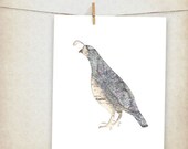 state bird of california quail map bird - 10x8" print