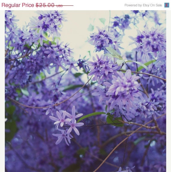 SALE - 25% OFF Crazy/Beautiful 8x8 signed print by Philadelphia Photographer Tina Crespo - florals, flowers, purple, Spring, Blooms, Rain,