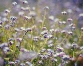 In the details - 8x12 Floral Fine Art Photograph - Tina Crespo