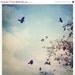 SALE - 25% OFF Wall Decor, Bird Photo, Fly, Black Birds, Nature, Beautiful, Sky - Birds of Clearwater (2) - 8x8 Signed Print by Tina Crespo