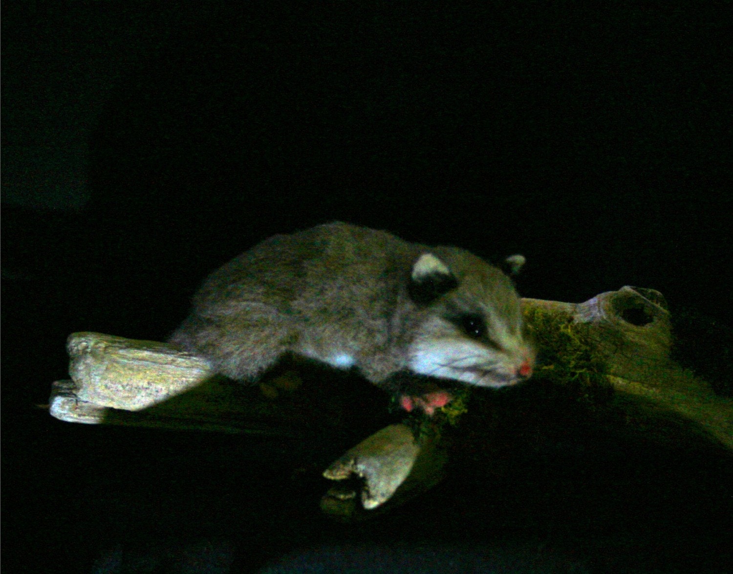 Life Size Baby Opossum OOAK Needle felted by Bear Artist Stevi T.