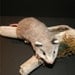 Life Size Baby Opossum OOAK Needle felted w Real wood Log