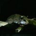 Life Size Baby Opossum OOAK Needle felted w Real wood Log
