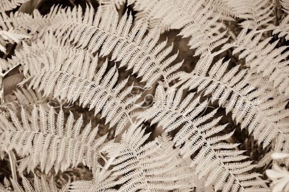 Sepia San Diego Fern 8x12 Fine Photographic Print
